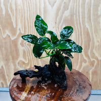Pisces Enterprises One Only Anubias 'Nana' on Medium Driftwood Creation - One Only - Jungle Anubias Nana on Medium Driftwood - ONE ONLY - Scapeshop Australia