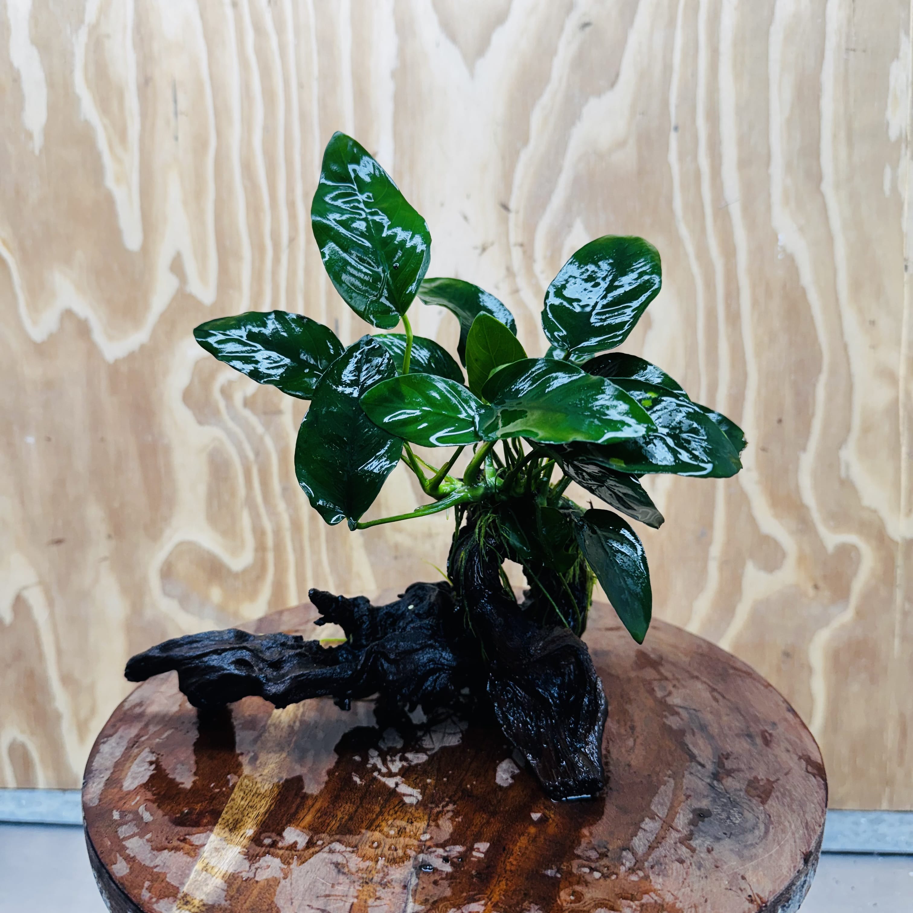 Pisces Enterprises One Only Anubias 'Nana' on Medium Driftwood Creation - One Only - Jungle Anubias Nana on Medium Driftwood - ONE ONLY - Scapeshop Australia
