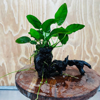 Pisces Enterprises One Only Anubias 'Nana' on Medium Driftwood Creation - One Only - Jungle Anubias Nana on Medium Driftwood - ONE ONLY - Scapeshop Australia