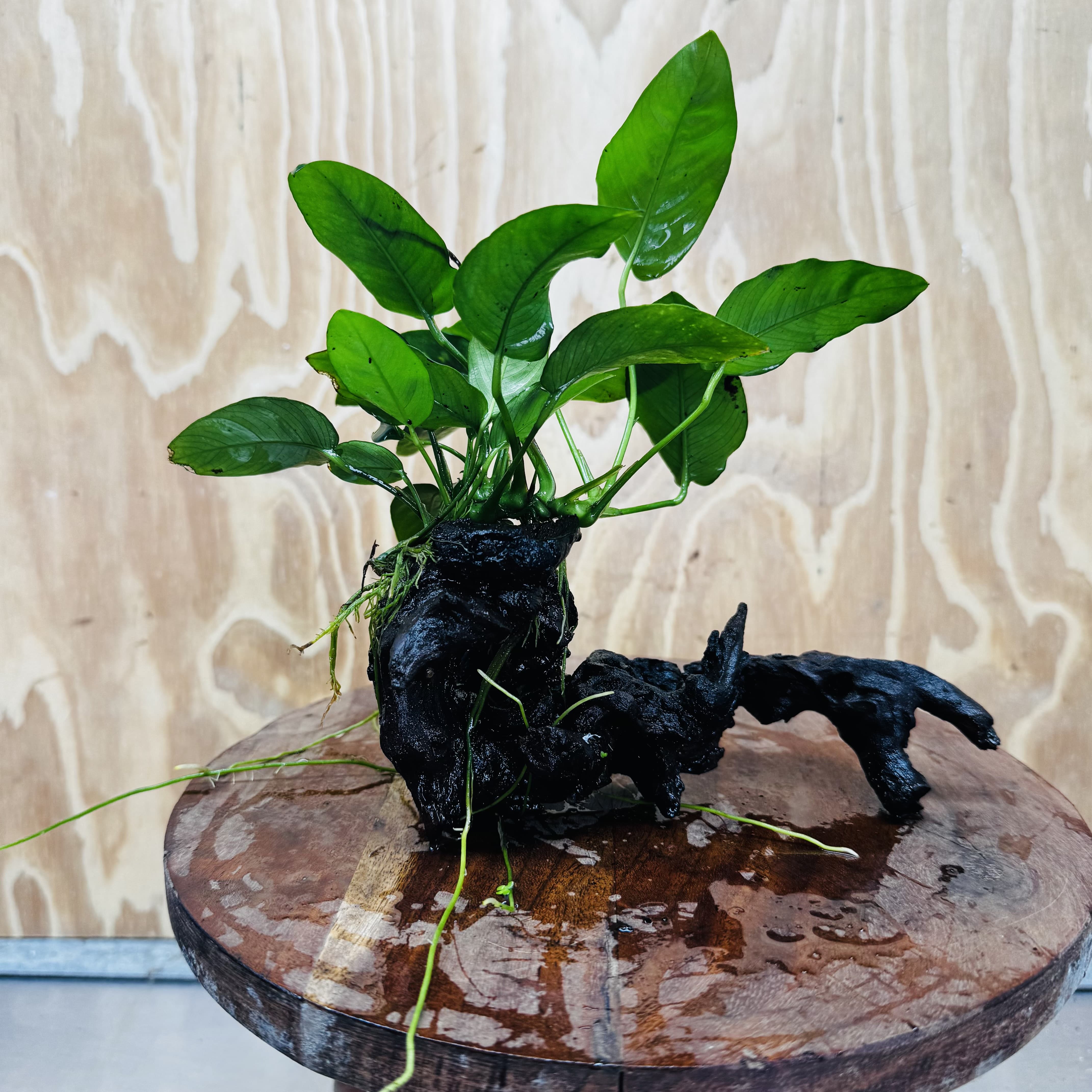 Pisces Enterprises One Only Anubias 'Nana' on Medium Driftwood Creation - One Only - Jungle Anubias Nana on Medium Driftwood - ONE ONLY - Scapeshop Australia