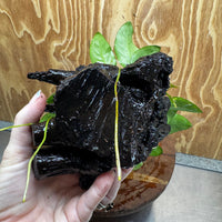 Pisces Enterprises One Only Anubias 'Nana' on Medium Driftwood Creation - One Only - Jungle Anubias Nana on Medium Driftwood - ONE ONLY - Scapeshop Australia