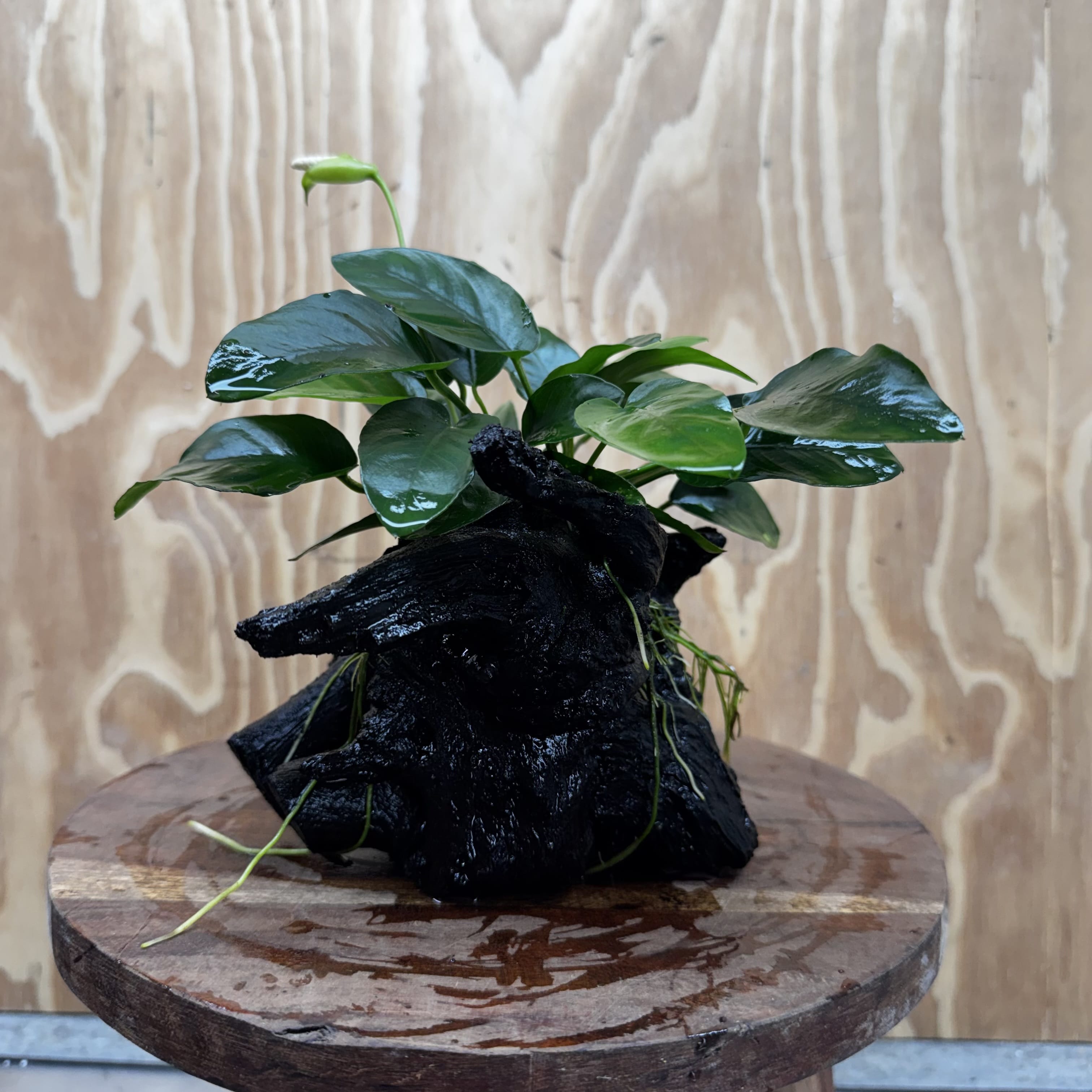 Pisces Enterprises One Only Anubias 'Nana' on Medium Driftwood Creation - One Only - Jungle Anubias Nana on Medium Driftwood - ONE ONLY - Scapeshop Australia
