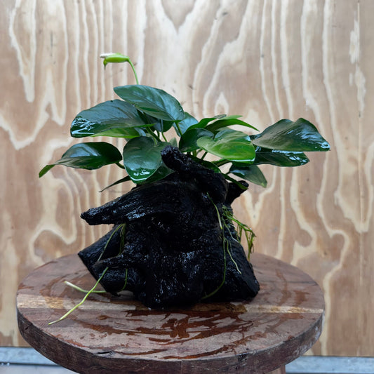 Pisces Enterprises One Only Anubias 'Nana' on Medium Driftwood Creation - One Only - Jungle Anubias Nana on Medium Driftwood - ONE ONLY - Scapeshop Australia