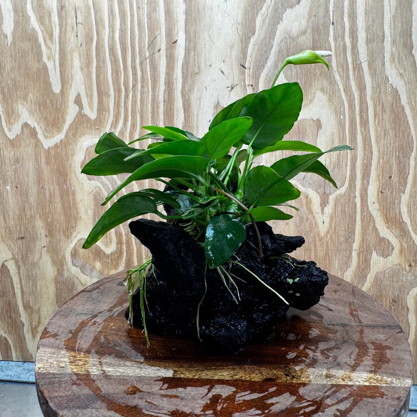 Pisces Enterprises One Only Anubias 'Nana' on Medium Driftwood Creation - One Only - Jungle Anubias Nana on Medium Driftwood - ONE ONLY - Scapeshop Australia