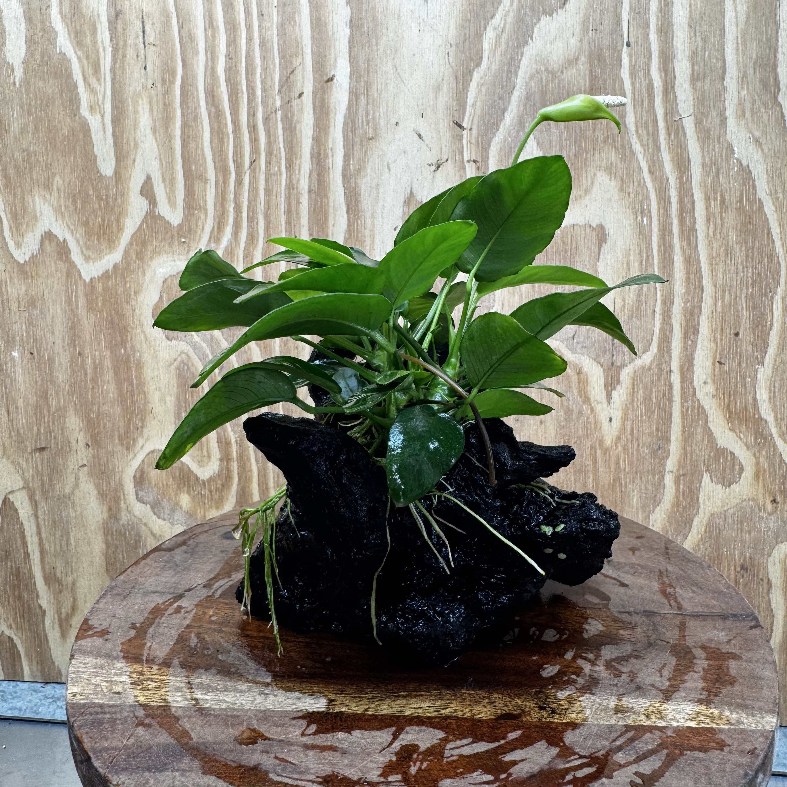 Pisces Enterprises One Only Anubias 'Nana' on Medium Driftwood Creation - One Only - Jungle Anubias Nana on Medium Driftwood - ONE ONLY - Scapeshop Australia