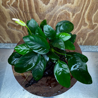 Pisces Enterprises One Only Anubias 'Nana' on Medium Driftwood Creation - One Only - Jungle Anubias Nana on Medium Driftwood - ONE ONLY - Scapeshop Australia