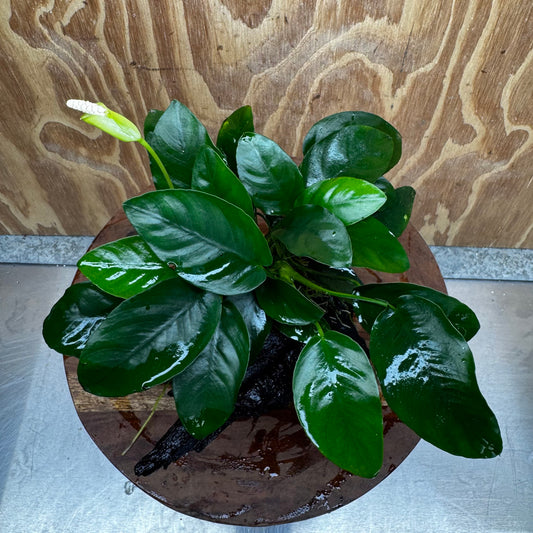 Pisces Enterprises One Only Anubias 'Nana' on Medium Driftwood Creation - One Only - Jungle Anubias Nana on Medium Driftwood - ONE ONLY - Scapeshop Australia