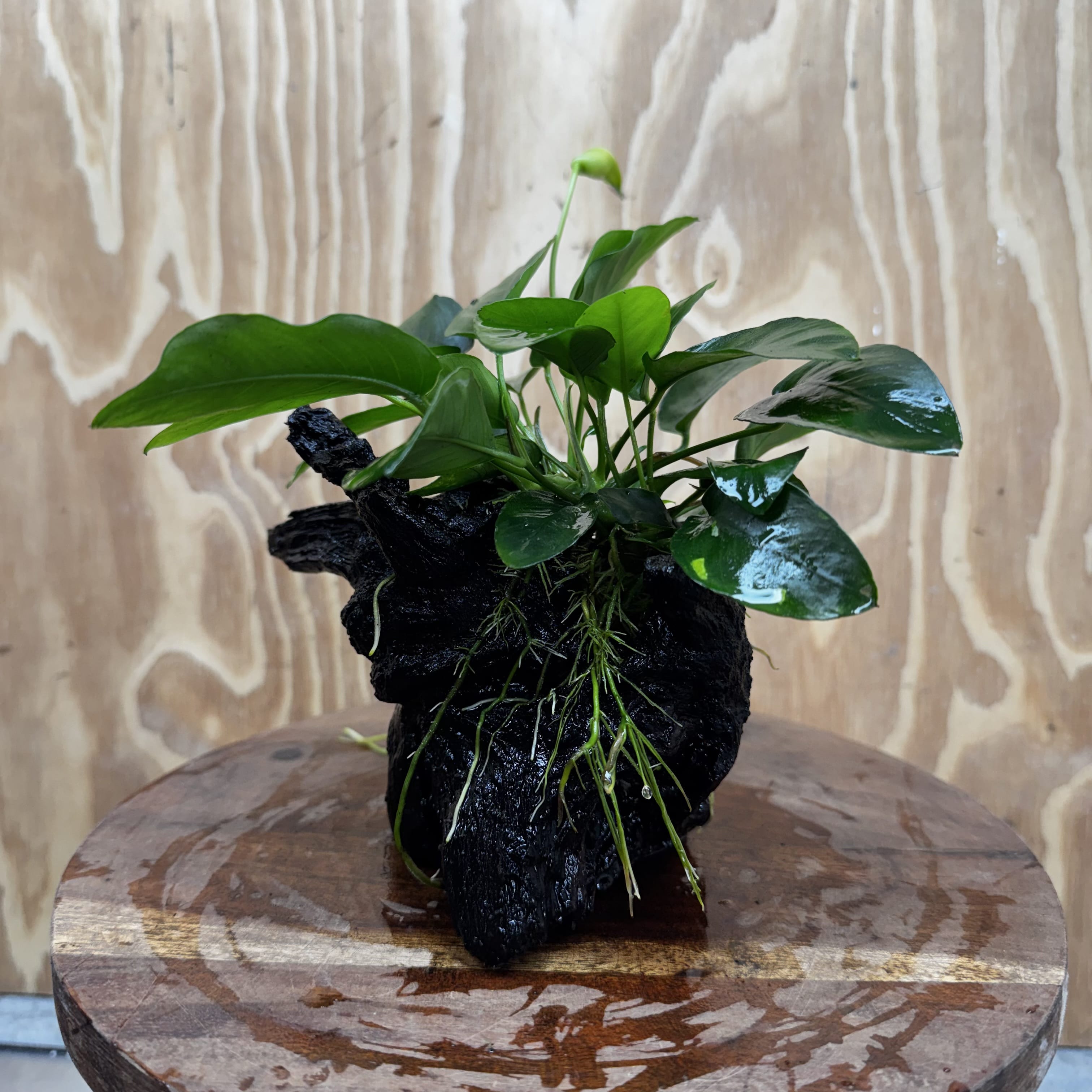 Pisces Enterprises One Only Anubias 'Nana' on Medium Driftwood Creation - One Only - Jungle Anubias Nana on Medium Driftwood - ONE ONLY - Scapeshop Australia