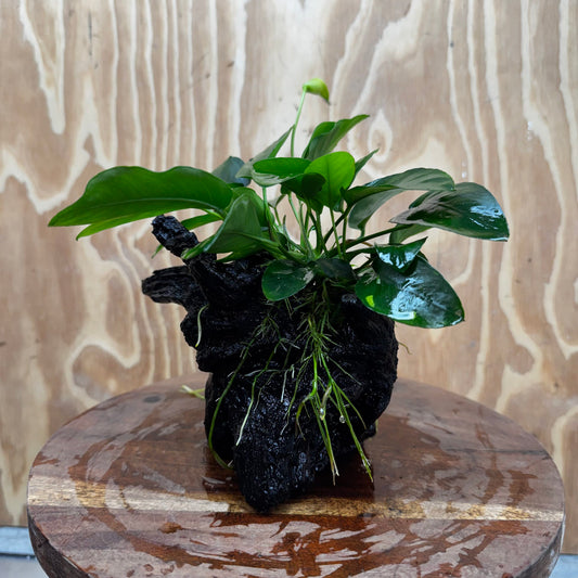 Pisces Enterprises One Only Anubias 'Nana' on Medium Driftwood Creation - One Only - Jungle Anubias Nana on Medium Driftwood - ONE ONLY - Scapeshop Australia