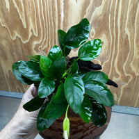 Pisces Enterprises One Only Anubias 'Nana' on Medium Driftwood Creation - One Only - Jungle Anubias Nana on Medium Driftwood - ONE ONLY - Scapeshop Australia