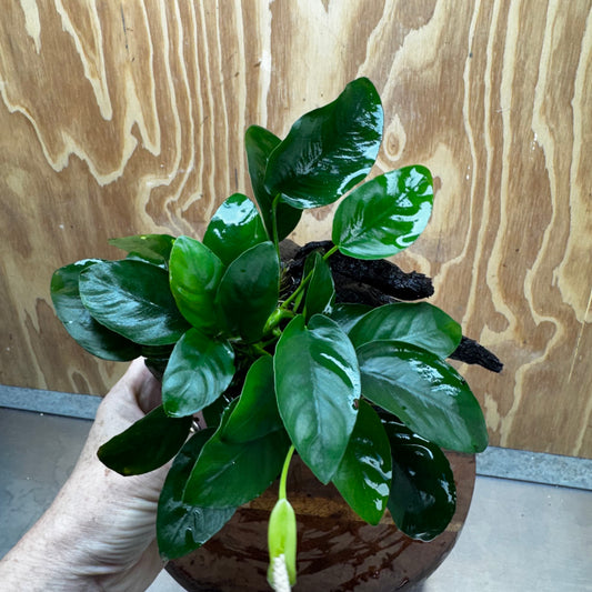 Pisces Enterprises One Only Anubias 'Nana' on Medium Driftwood Creation - One Only - Jungle Anubias Nana on Medium Driftwood - ONE ONLY - Scapeshop Australia