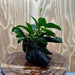Pisces Enterprises One Only Anubias 'Nana' on Medium Driftwood Creation - One Only - Jungle Anubias Nana on Medium Driftwood - ONE ONLY - Scapeshop Australia