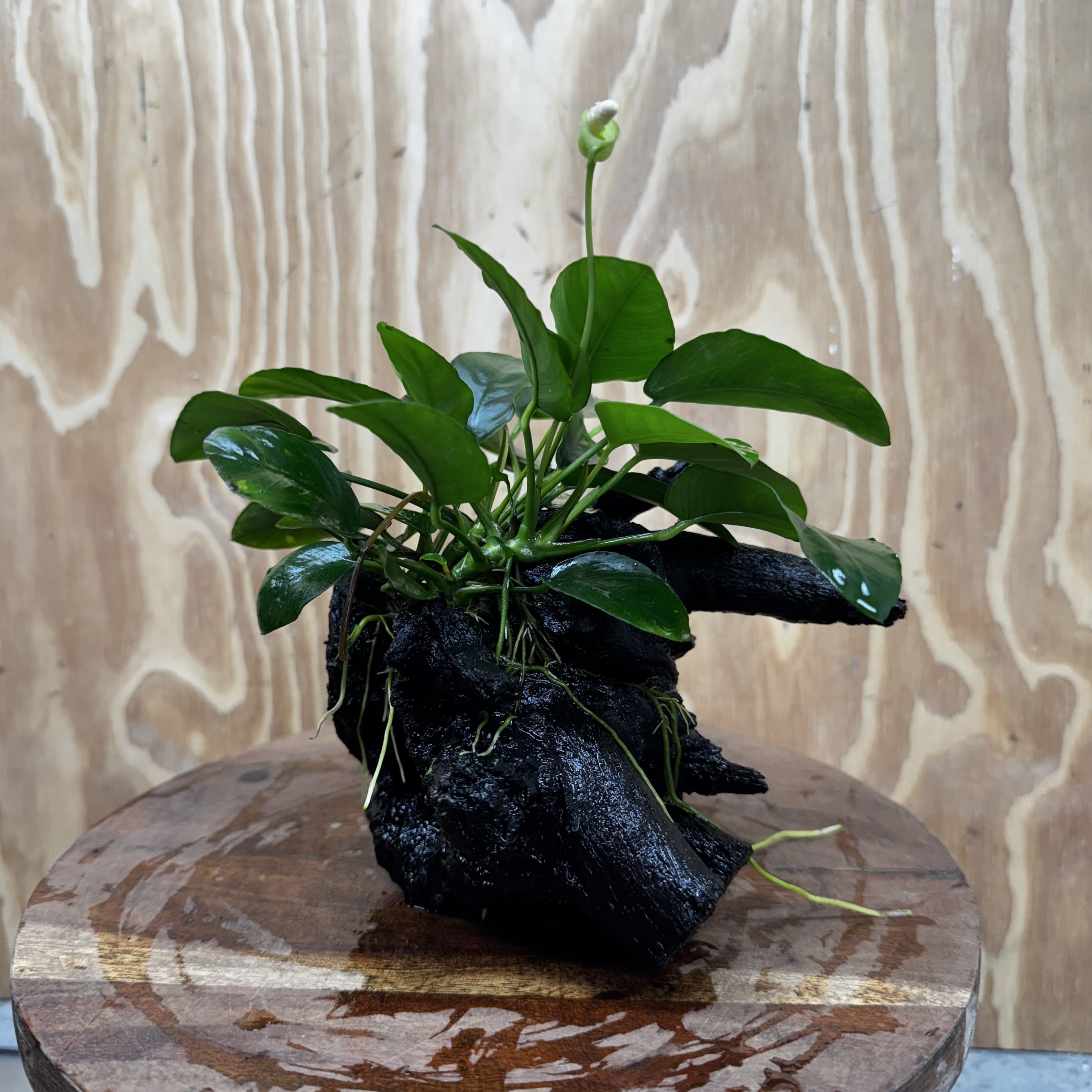 Pisces Enterprises One Only Anubias 'Nana' on Medium Driftwood Creation - One Only - Jungle Anubias Nana on Medium Driftwood - ONE ONLY - Scapeshop Australia