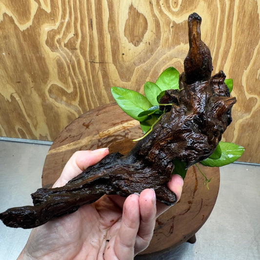 Pisces Enterprises One Only Anubias Nana on Small Driftwood Creation - One Only - Beautiful Anubias Nana on Small Driftwood Creation - One Only - Beautiful