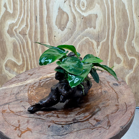 Pisces Enterprises One Only Anubias Nana on Small Driftwood Creation - One Only - Beautiful Anubias Nana on Small Driftwood Creation - One Only - Beautiful
