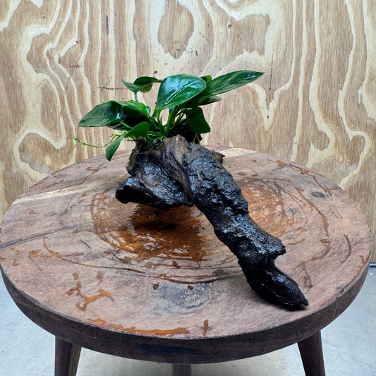 Pisces Enterprises One Only Anubias Nana on Small Driftwood Creation - One Only - Beautiful Anubias Nana on Small Driftwood Creation - One Only - Beautiful
