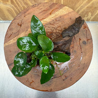 Pisces Enterprises One Only Anubias Nana on Small Driftwood Creation - One Only - Beautiful Anubias Nana on Small Driftwood Creation - One Only - Beautiful