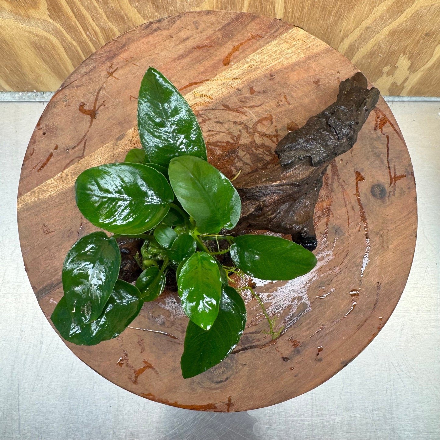 Pisces Enterprises One Only Anubias Nana on Small Driftwood Creation - One Only - Beautiful Anubias Nana on Small Driftwood Creation - One Only - Beautiful