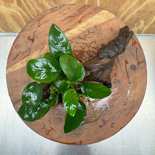 Pisces Enterprises One Only Anubias Nana on Small Driftwood Creation - One Only - Beautiful Anubias Nana on Small Driftwood Creation - One Only - Beautiful