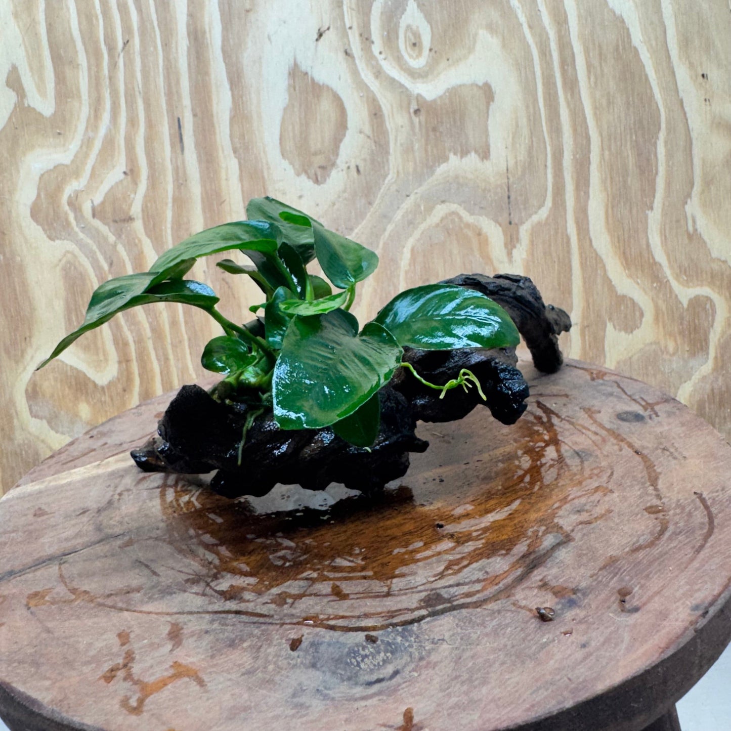 Pisces Enterprises One Only Anubias Nana on Small Driftwood Creation - One Only - Beautiful Anubias Nana on Small Driftwood Creation - One Only - Beautiful