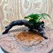 Pisces Enterprises One Only Anubias Nana on Small Driftwood Creation - One Only - Beautiful Anubias Nana on Small Driftwood Creation - One Only - Beautiful