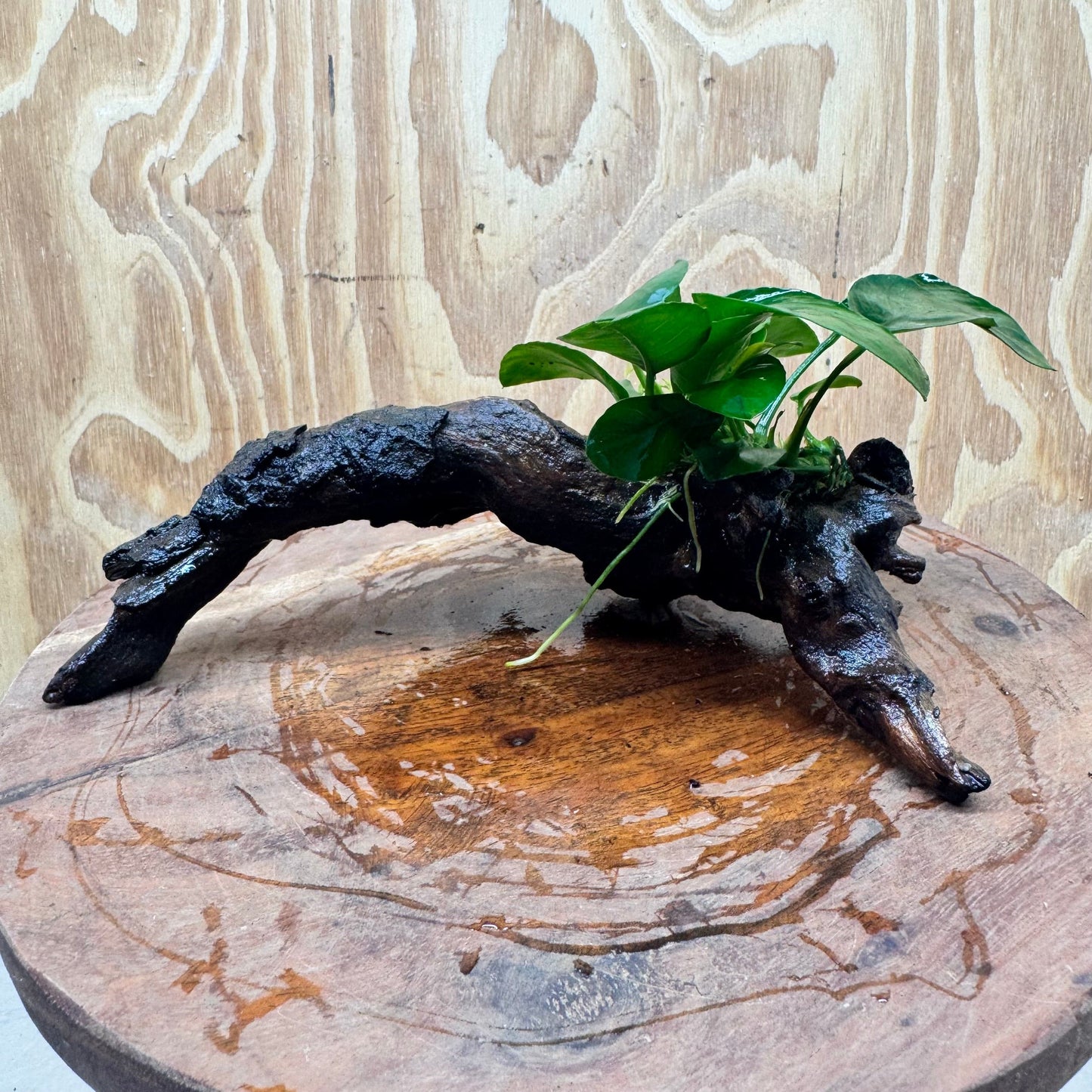 Pisces Enterprises One Only Anubias Nana on Small Driftwood Creation - One Only - Beautiful Anubias Nana on Small Driftwood Creation - One Only - Beautiful
