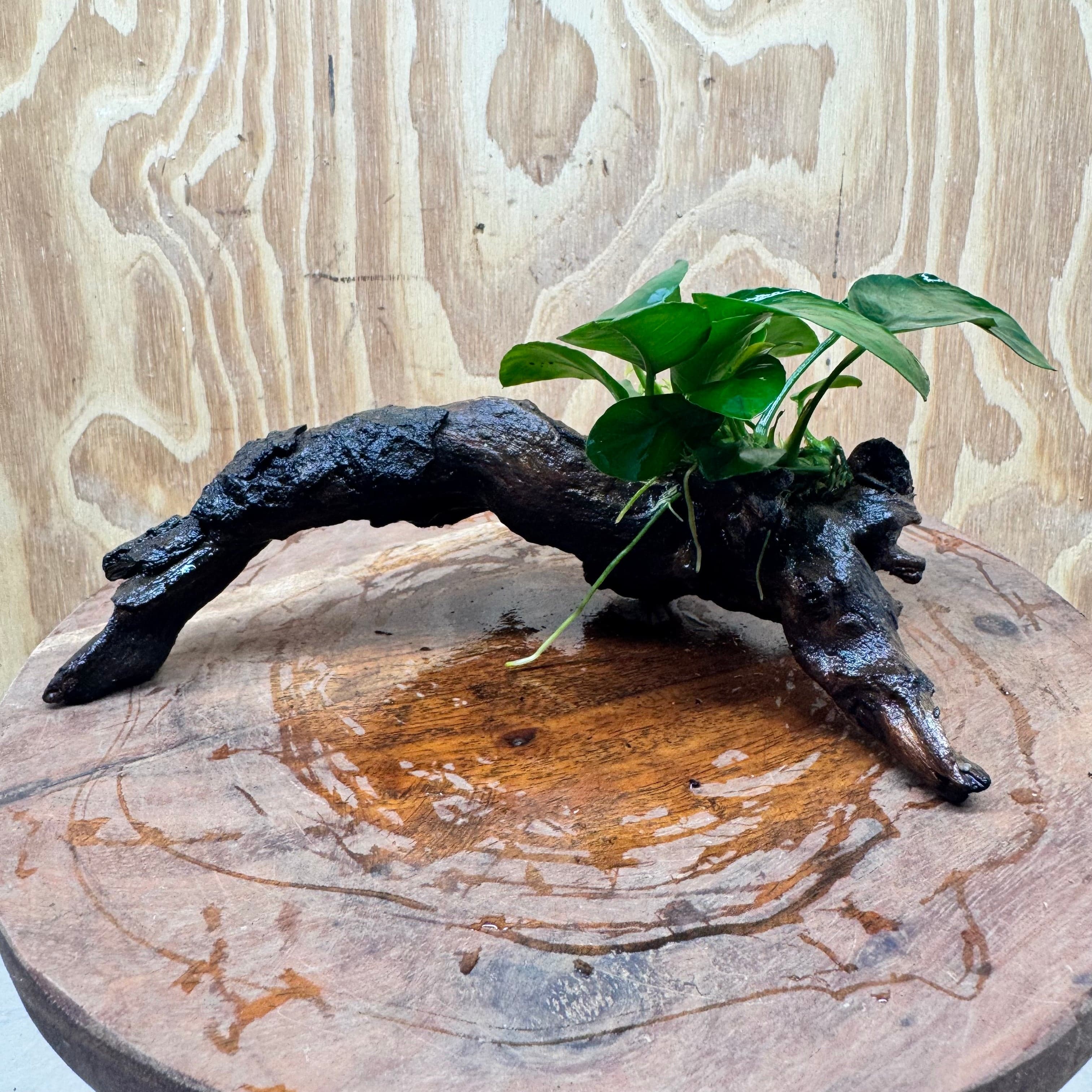 Pisces Enterprises One Only Anubias Nana on Small Driftwood Creation - One Only - Beautiful Anubias Nana on Small Driftwood Creation - One Only - Beautiful