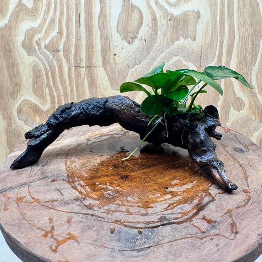 Pisces Enterprises One Only Anubias Nana on Small Driftwood Creation - One Only - Beautiful Anubias Nana on Small Driftwood Creation - One Only - Beautiful