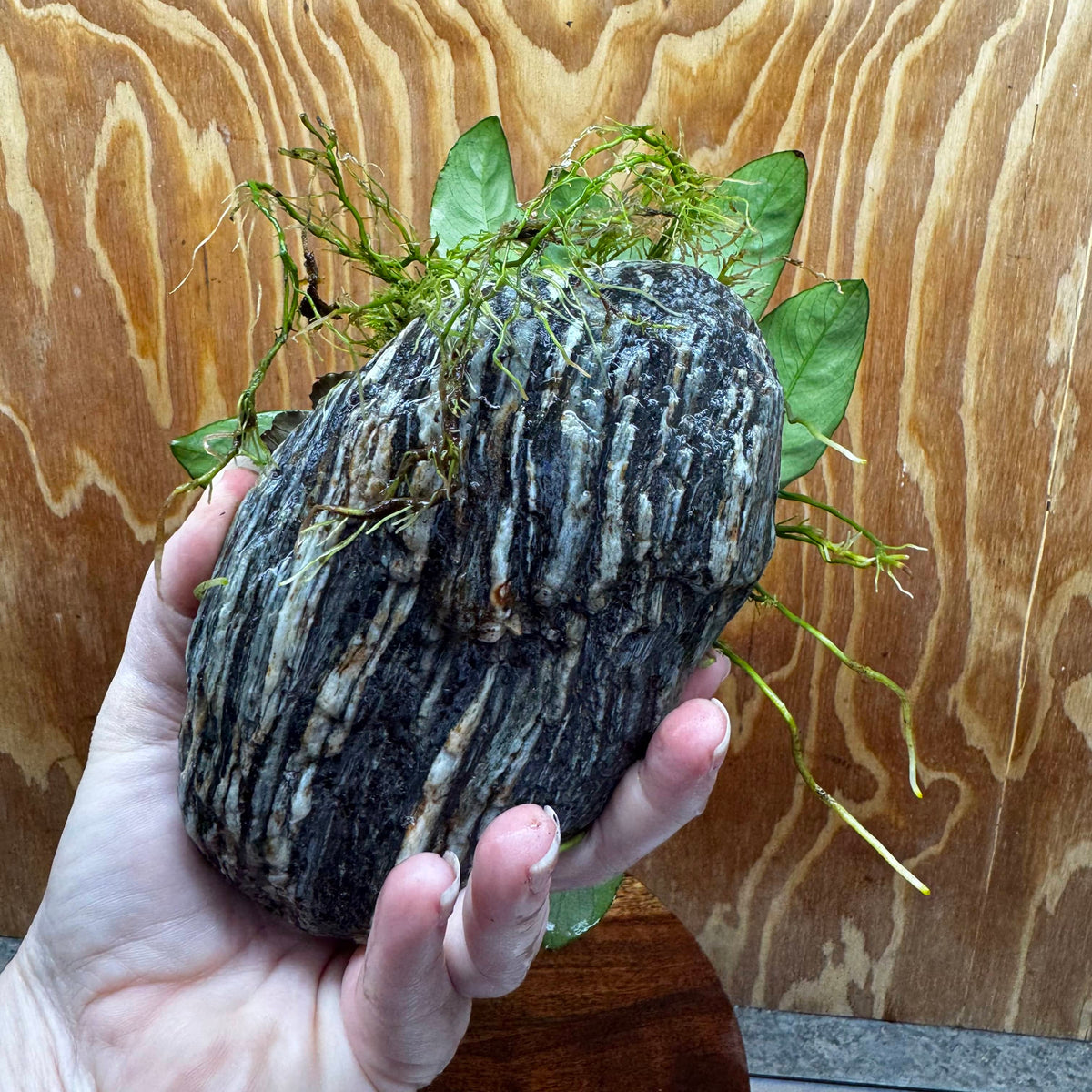 Scapeshop.com.au One Only Anubias Nana plus Bucephalandra Alpine Grey Rock Creation - One Only Anubias Nana plus Bucephalandra Alpine Grey Rock Creation - One Only
