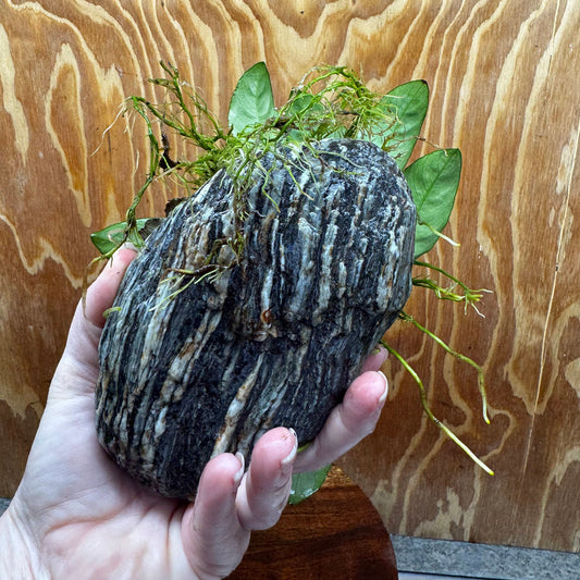 Scapeshop.com.au One Only Anubias Nana plus Bucephalandra Alpine Grey Rock Creation - One Only Anubias Nana plus Bucephalandra Alpine Grey Rock Creation - One Only