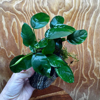 Scapeshop.com.au One Only Anubias Nana plus Bucephalandra Alpine Grey Rock Creation - One Only Anubias Nana plus Bucephalandra Alpine Grey Rock Creation - One Only