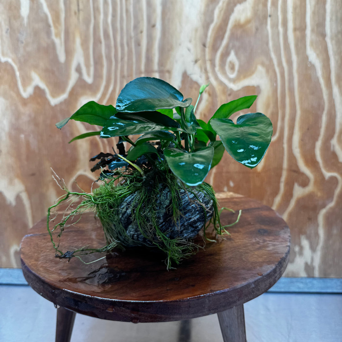 Scapeshop.com.au One Only Anubias Nana plus Bucephalandra Alpine Grey Rock Creation - One Only Anubias Nana plus Bucephalandra Alpine Grey Rock Creation - One Only