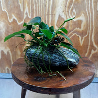 Scapeshop.com.au One Only Anubias Nana plus Bucephalandra Alpine Grey Rock Creation - One Only Anubias Nana plus Bucephalandra Alpine Grey Rock Creation - One Only