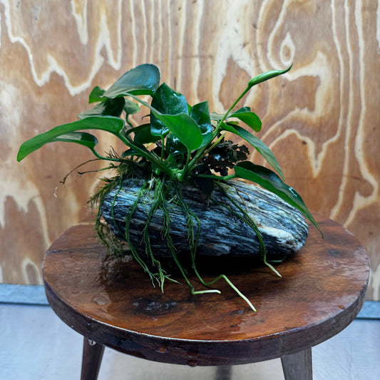 Scapeshop.com.au One Only Anubias Nana plus Bucephalandra Alpine Grey Rock Creation - One Only Anubias Nana plus Bucephalandra Alpine Grey Rock Creation - One Only