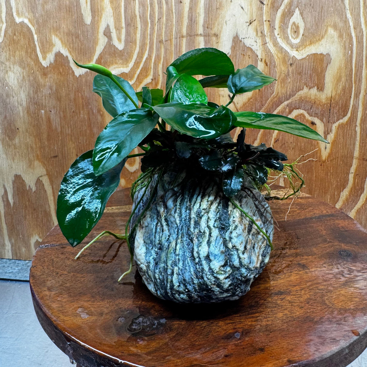 Scapeshop.com.au One Only Anubias Nana plus Bucephalandra Alpine Grey Rock Creation - One Only Anubias Nana plus Bucephalandra Alpine Grey Rock Creation - One Only