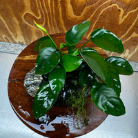Scapeshop.com.au One Only Anubias Nana plus Bucephalandra Alpine Grey Rock Creation - One Only Anubias Nana plus Bucephalandra Alpine Grey Rock Creation - One Only