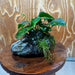 Scapeshop.com.au One Only Anubias Nana plus Bucephalandra Alpine Grey Rock Creation - One Only Anubias Nana plus Bucephalandra Alpine Grey Rock Creation - One Only