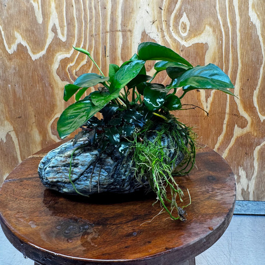 Scapeshop.com.au One Only Anubias Nana plus Bucephalandra Alpine Grey Rock Creation - One Only Anubias Nana plus Bucephalandra Alpine Grey Rock Creation - One Only