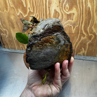 Scapeshop.com.au One Only Anubias Nana plus Bucephalandra Rock Creation - One Only Anubias Nana plus Bucephalandra Rock Creation - One Only