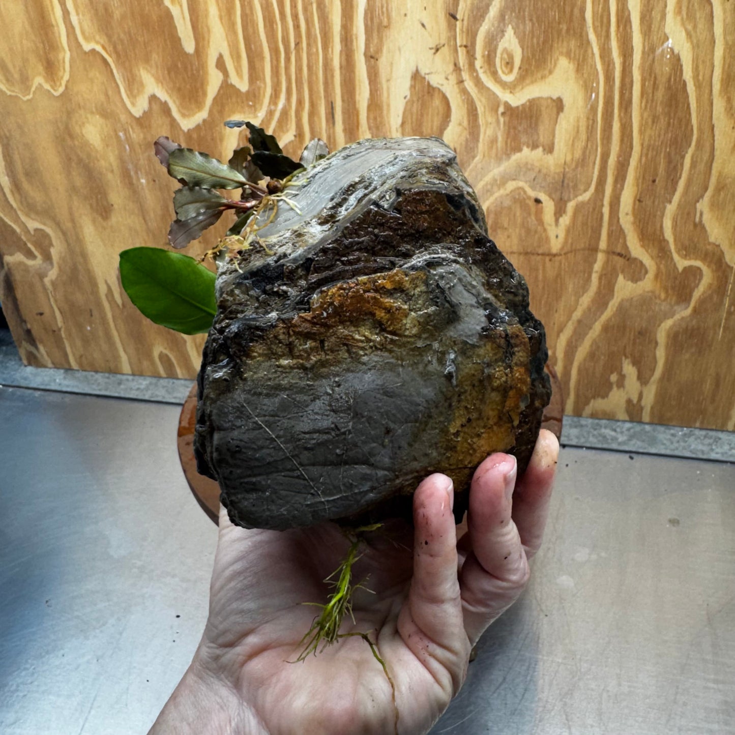 Scapeshop.com.au One Only Anubias Nana plus Bucephalandra Rock Creation - One Only Anubias Nana plus Bucephalandra Rock Creation - One Only