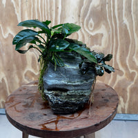 Scapeshop.com.au One Only Anubias Nana plus Bucephalandra Rock Creation - One Only Anubias Nana plus Bucephalandra Rock Creation - One Only