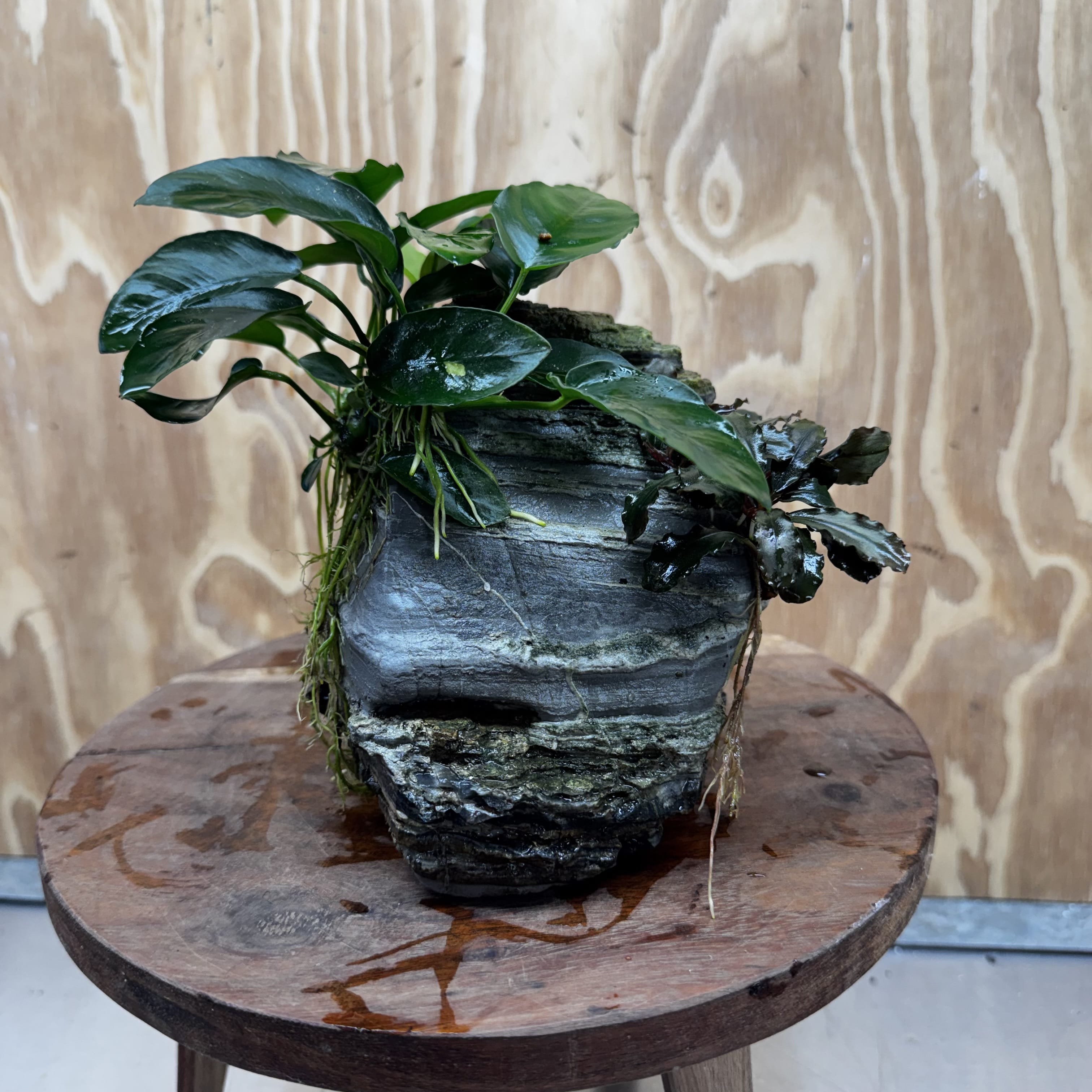 Scapeshop.com.au One Only Anubias Nana plus Bucephalandra Rock Creation - One Only Anubias Nana plus Bucephalandra Rock Creation - One Only