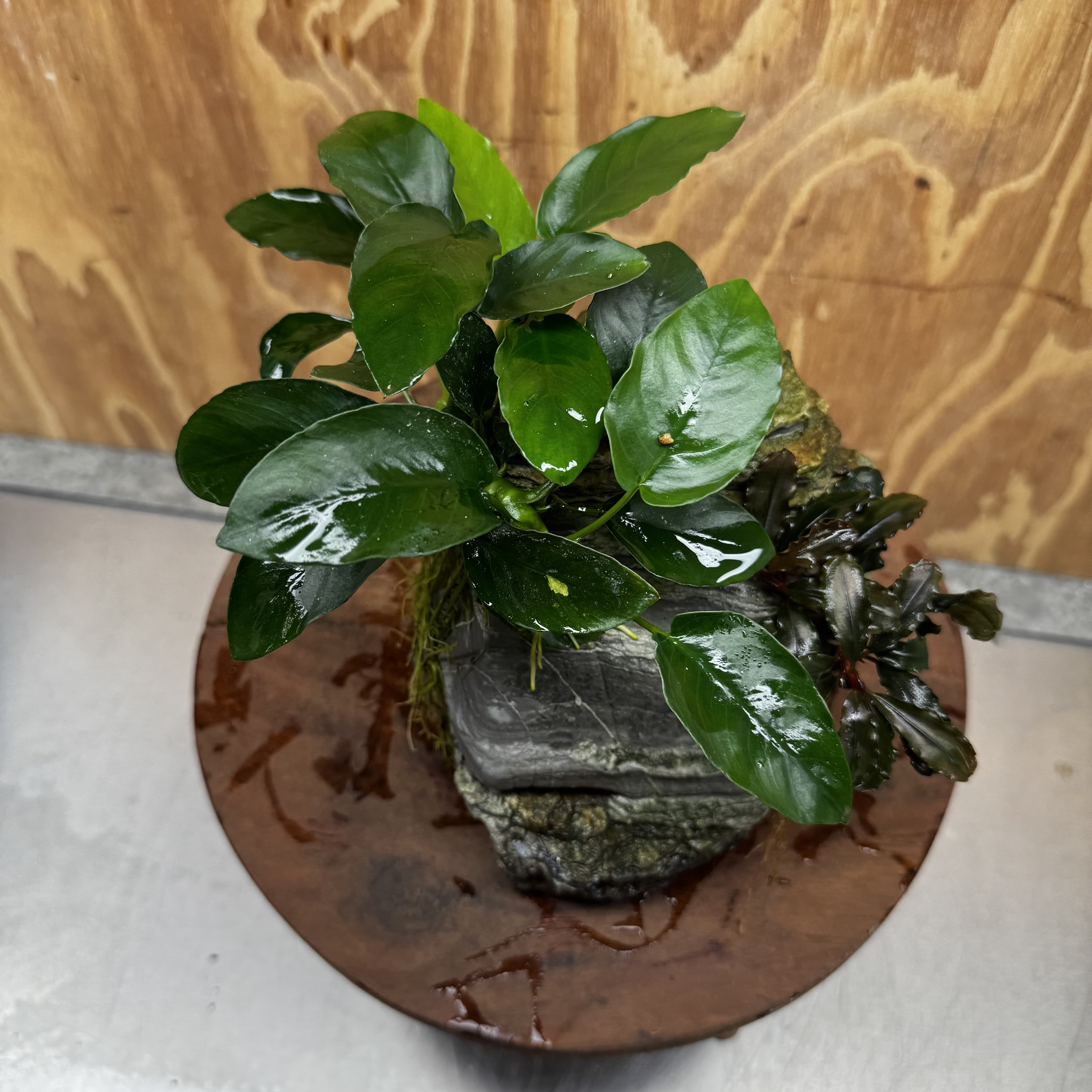 Scapeshop.com.au One Only Anubias Nana plus Bucephalandra Rock Creation - One Only Anubias Nana plus Bucephalandra Rock Creation - One Only