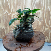 Scapeshop.com.au One Only Anubias Nana plus Bucephalandra Rock Creation - One Only Anubias Nana plus Bucephalandra Rock Creation - One Only