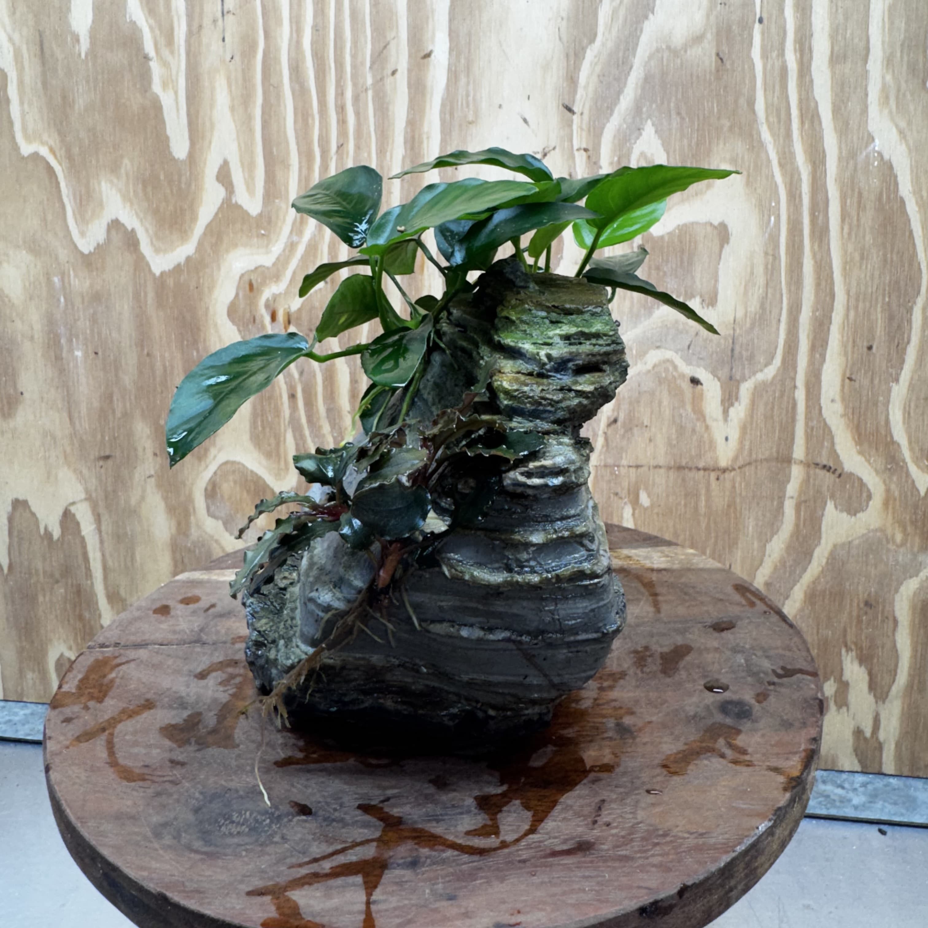 Scapeshop.com.au One Only Anubias Nana plus Bucephalandra Rock Creation - One Only Anubias Nana plus Bucephalandra Rock Creation - One Only