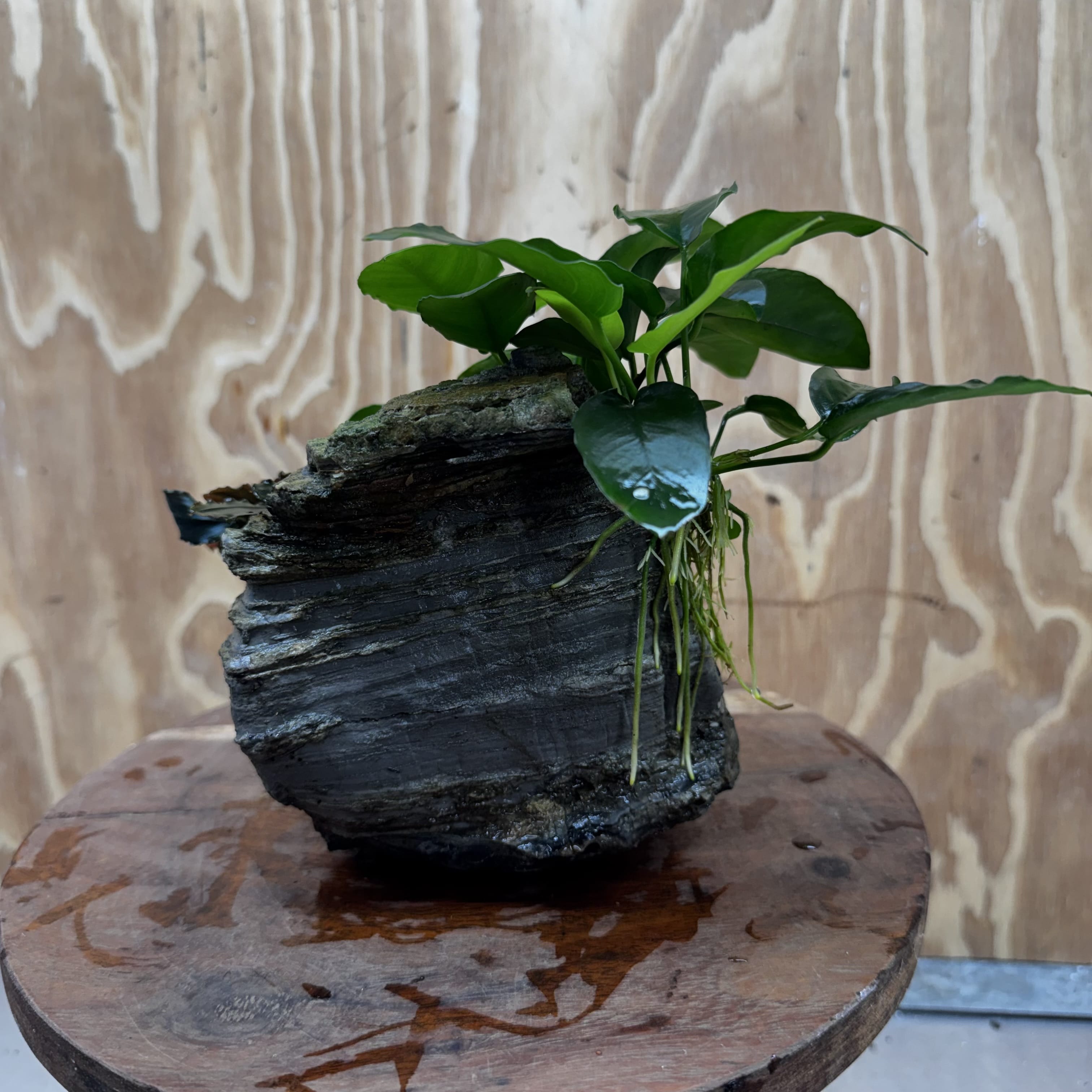 Scapeshop.com.au One Only Anubias Nana plus Bucephalandra Rock Creation - One Only Anubias Nana plus Bucephalandra Rock Creation - One Only