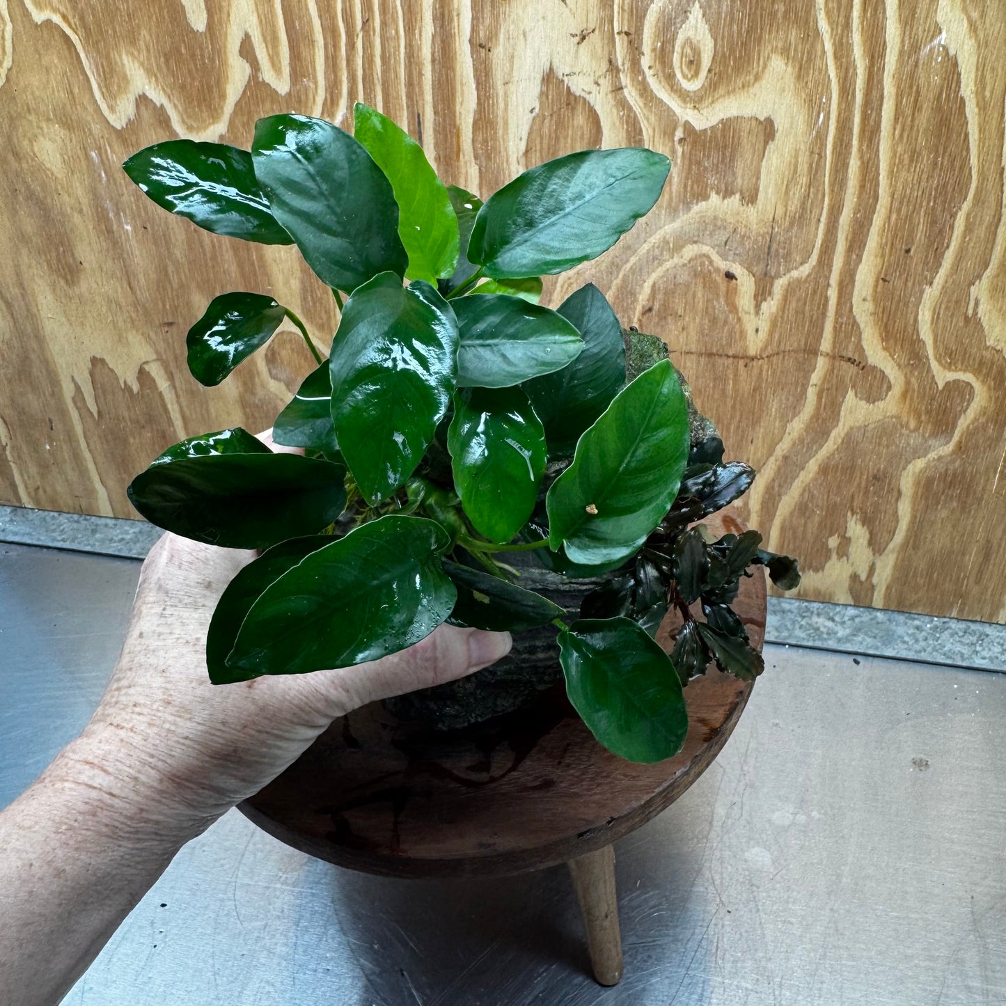Scapeshop.com.au One Only Anubias Nana plus Bucephalandra Rock Creation - One Only Anubias Nana plus Bucephalandra Rock Creation - One Only
