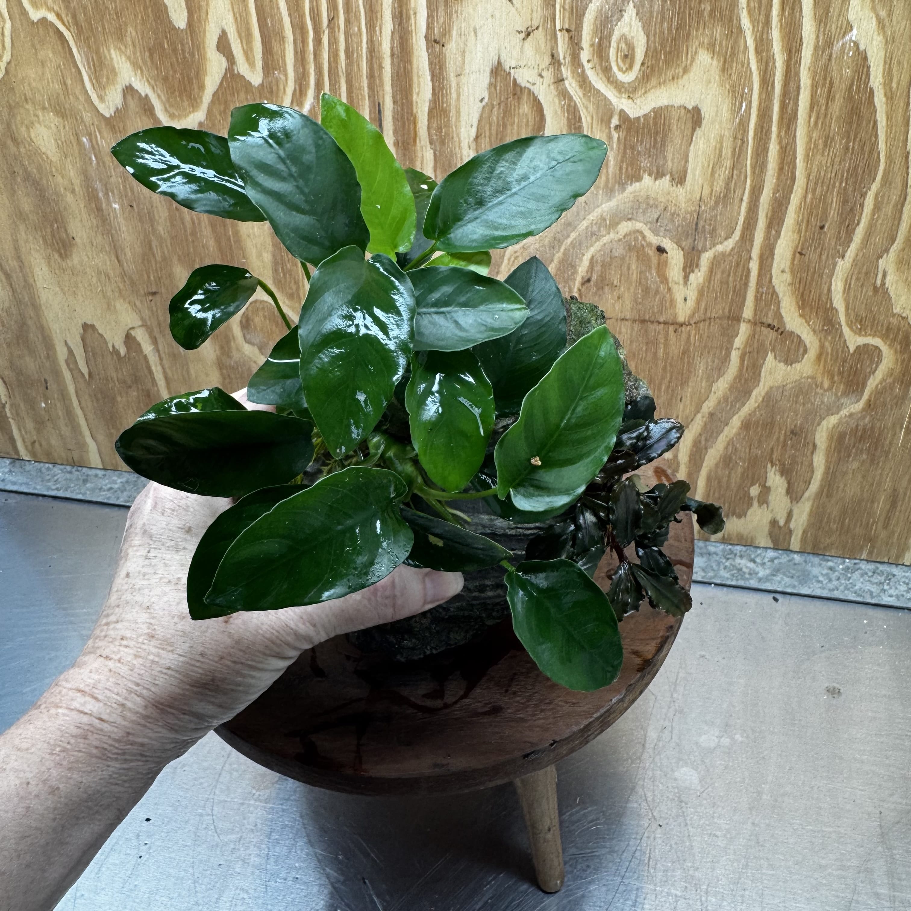 Scapeshop.com.au One Only Anubias Nana plus Bucephalandra Rock Creation - One Only Anubias Nana plus Bucephalandra Rock Creation - One Only