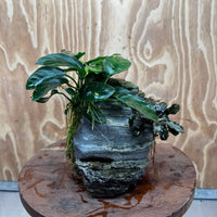 Scapeshop.com.au One Only Anubias Nana plus Bucephalandra Rock Creation - One Only Anubias Nana plus Bucephalandra Rock Creation - One Only