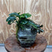 Scapeshop.com.au One Only Anubias Nana plus Bucephalandra Rock Creation - One Only Anubias Nana plus Bucephalandra Rock Creation - One Only